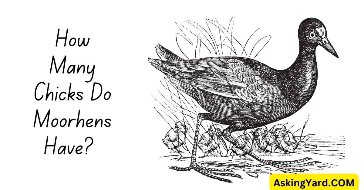 How Many Chicks Do Moorhens Have? [Answered] Asking Yard