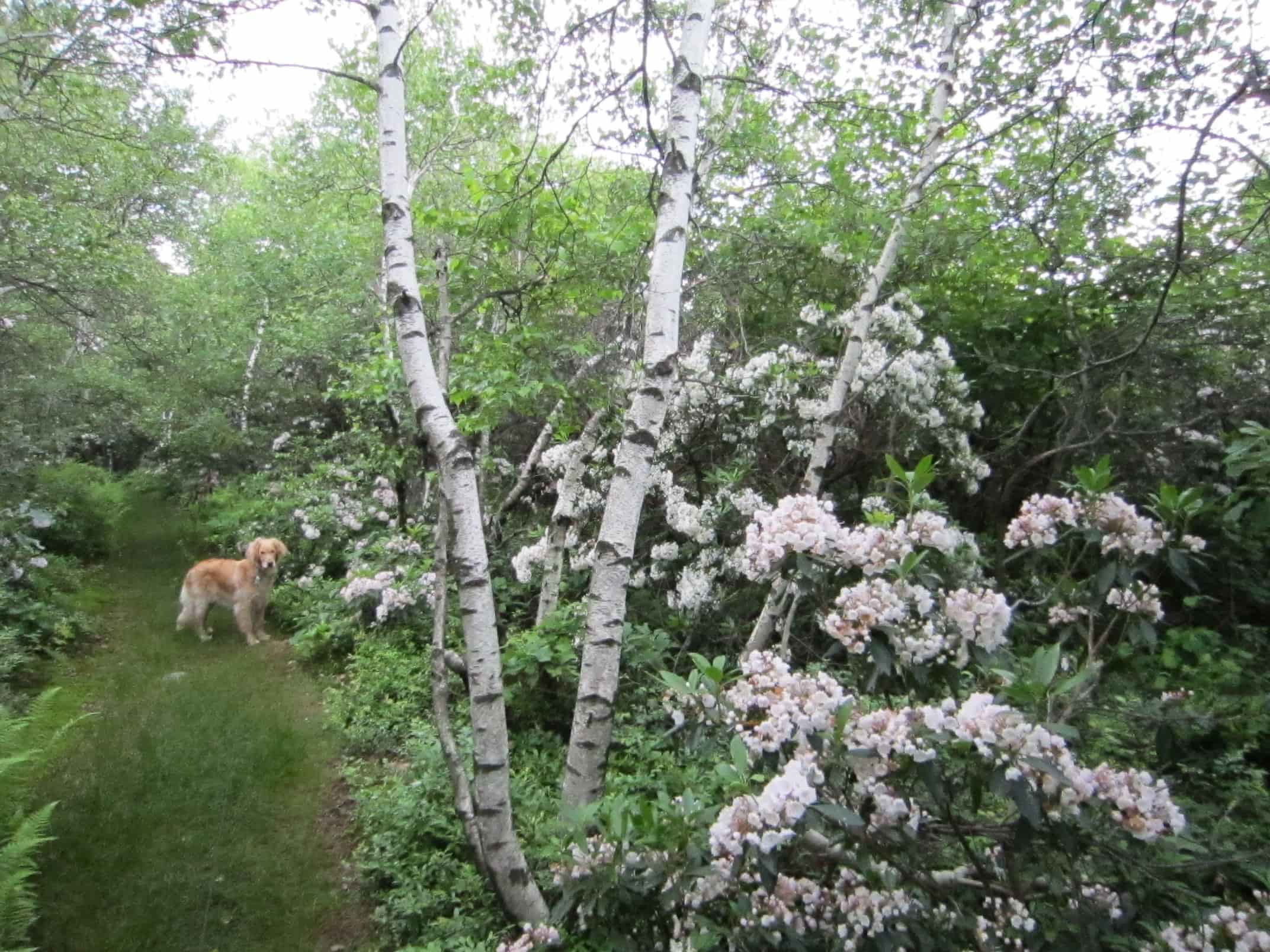 Garden Dilemmas, Delights & Discoveries, Ask Mary Stone Birch Tree's