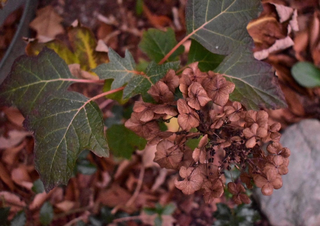 Garden Dilemmas, Delights & Discoveries, Ask Mary Stone Oakleaf