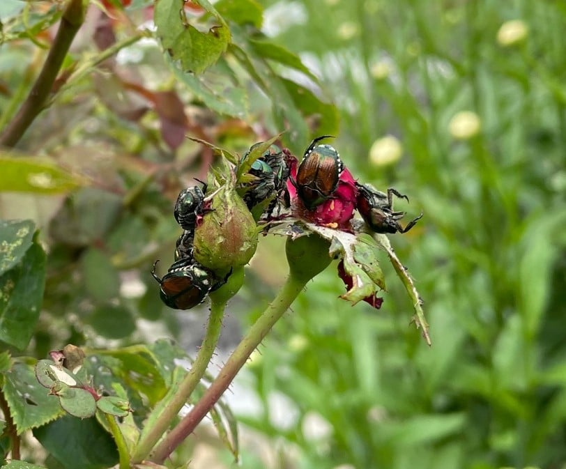 Are Japanese Beetles Bad For Dogs