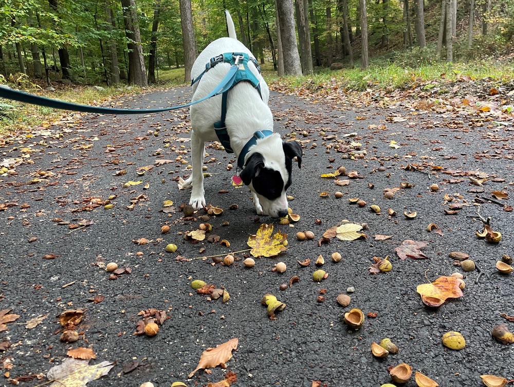 Will Hickory Nuts Hurt Dogs