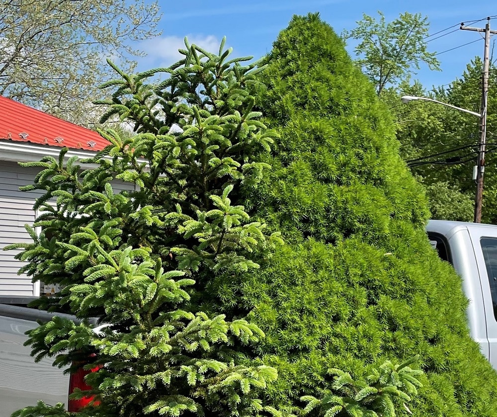 Garden Dilemmas, Delights & Discoveries, Ask Mary Stone Mystery of