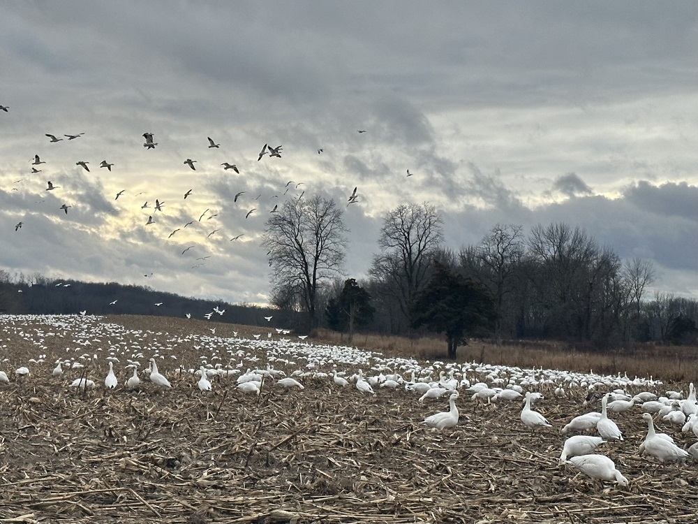 Garden Dilemmas, Delights & Discoveries, Ask Mary Stone Snow Geese