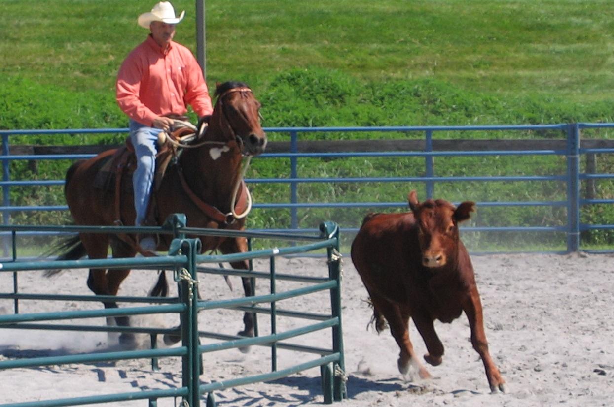 Queen Creek Horse Property For Sale Official ARMLS Search