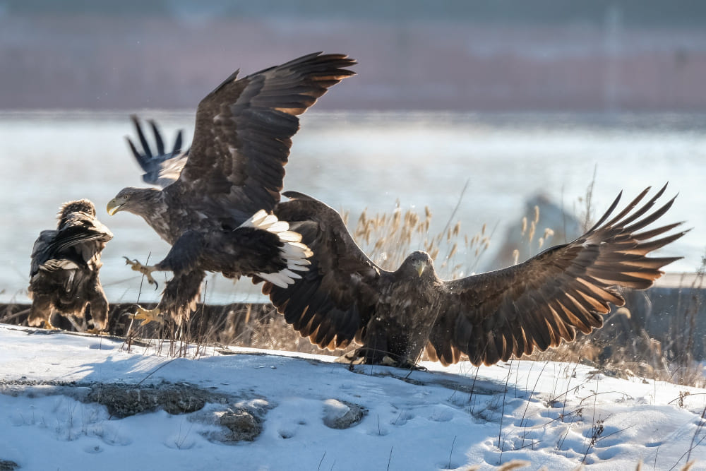 Seeing 2, 3, 4, 5, and 7 Eagles Flying Together Meaning