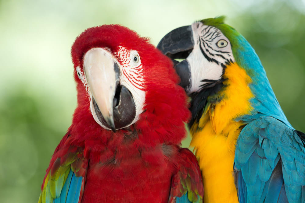 Parrot Coming in House Meaning 9 Spiritual Messages