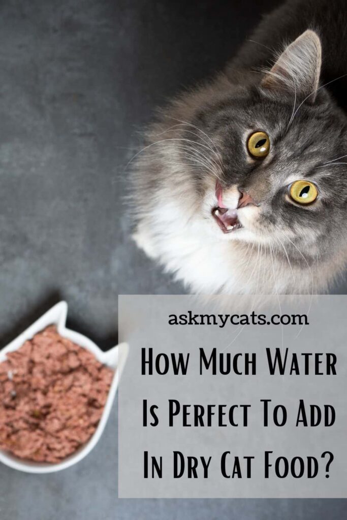 Are You Adding Water To Dry Cat Food?