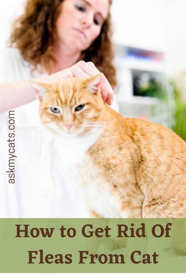 Fleas On Cat's Face? Know These Most Important Tips!