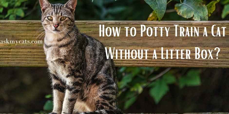 How To Potty Train A Cat Without A Litter Box? Must Know Tips!