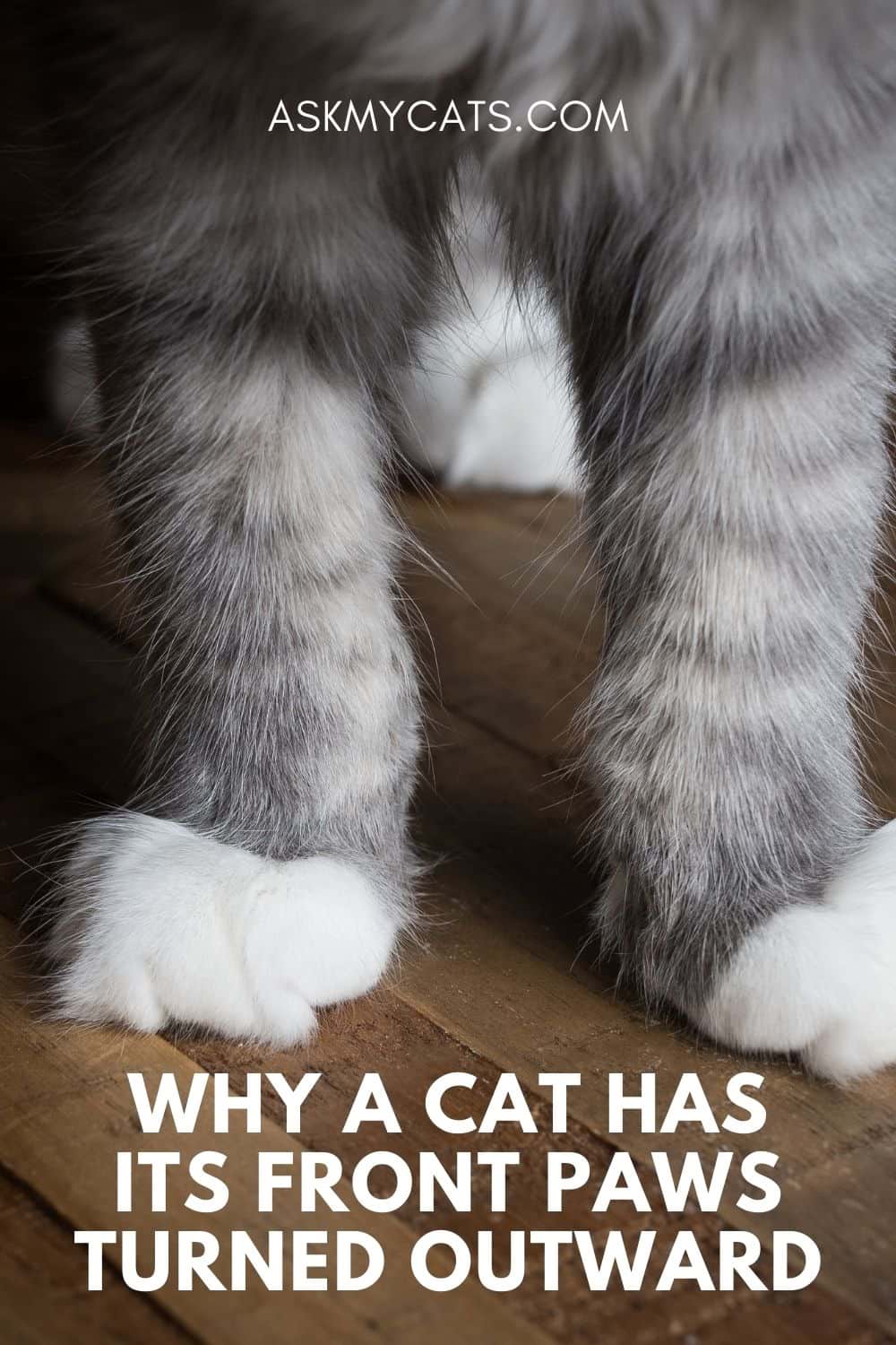 Cat Front Paws Turned Outward? Out Of The World Reasons!