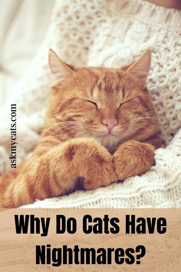 Do Cats Have Nightmares? Know These Shivering Facts!