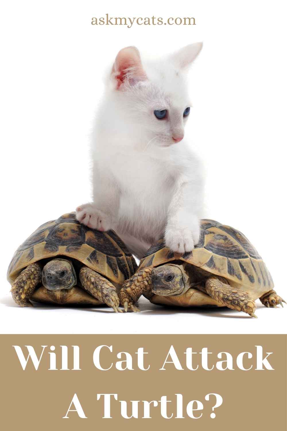 Do Cats Eat Turtles Here’s Answer To Your Questions!
