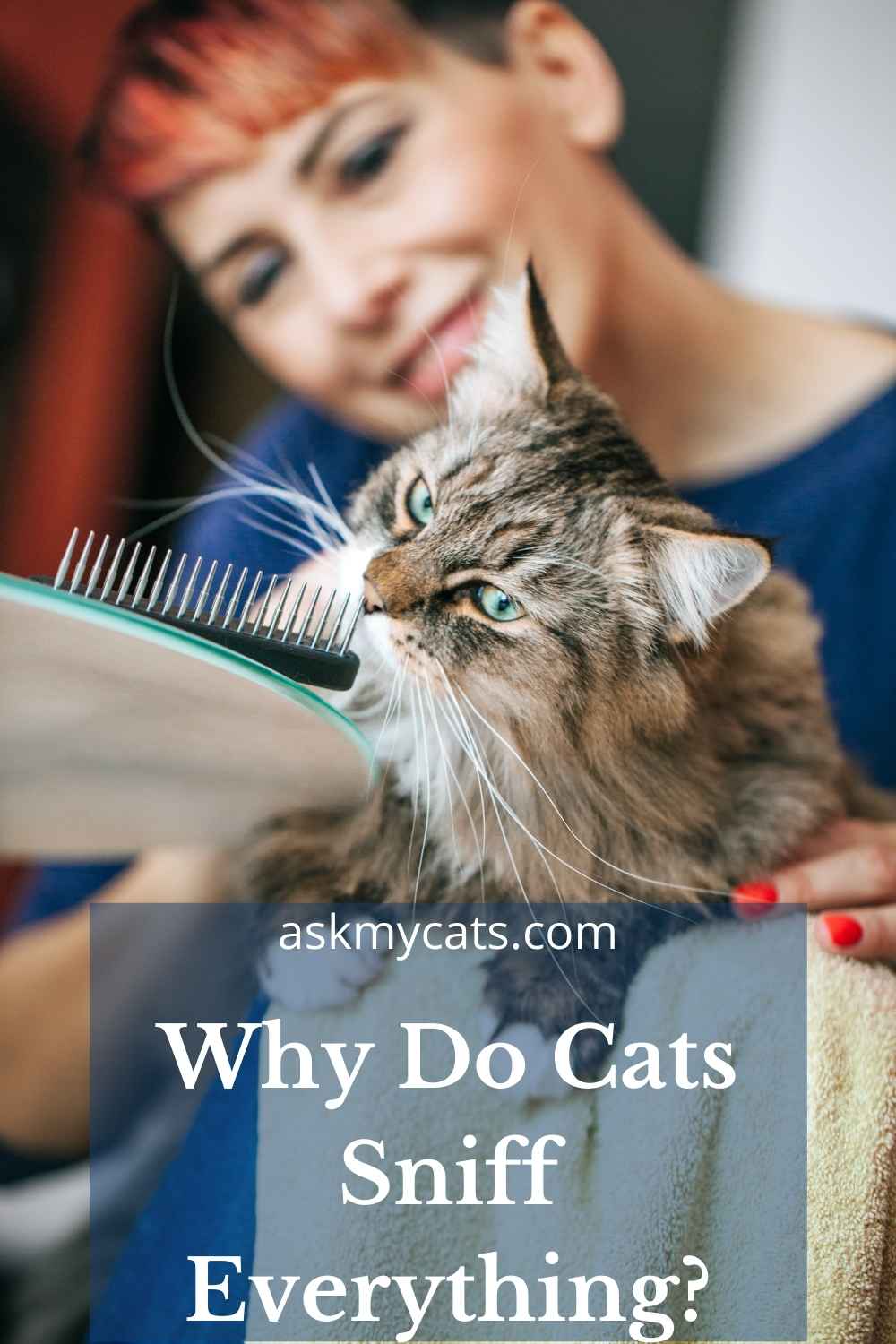 Why Is My Cat Sniffing Everything All Of A Sudden? Is It OK?