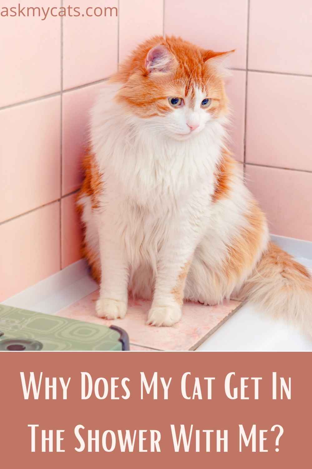 Why Does My Cat Watch Me Shower? Do Cats Understand Privacy?