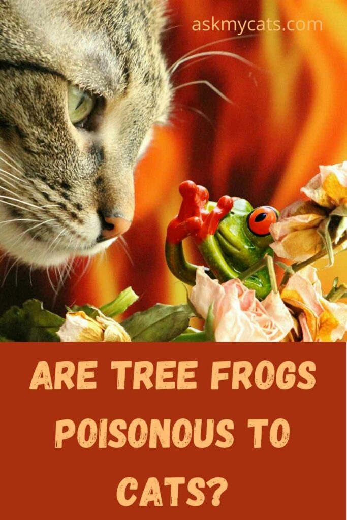 Do Cats Eat Frogs? Here’s What You Need To Know!