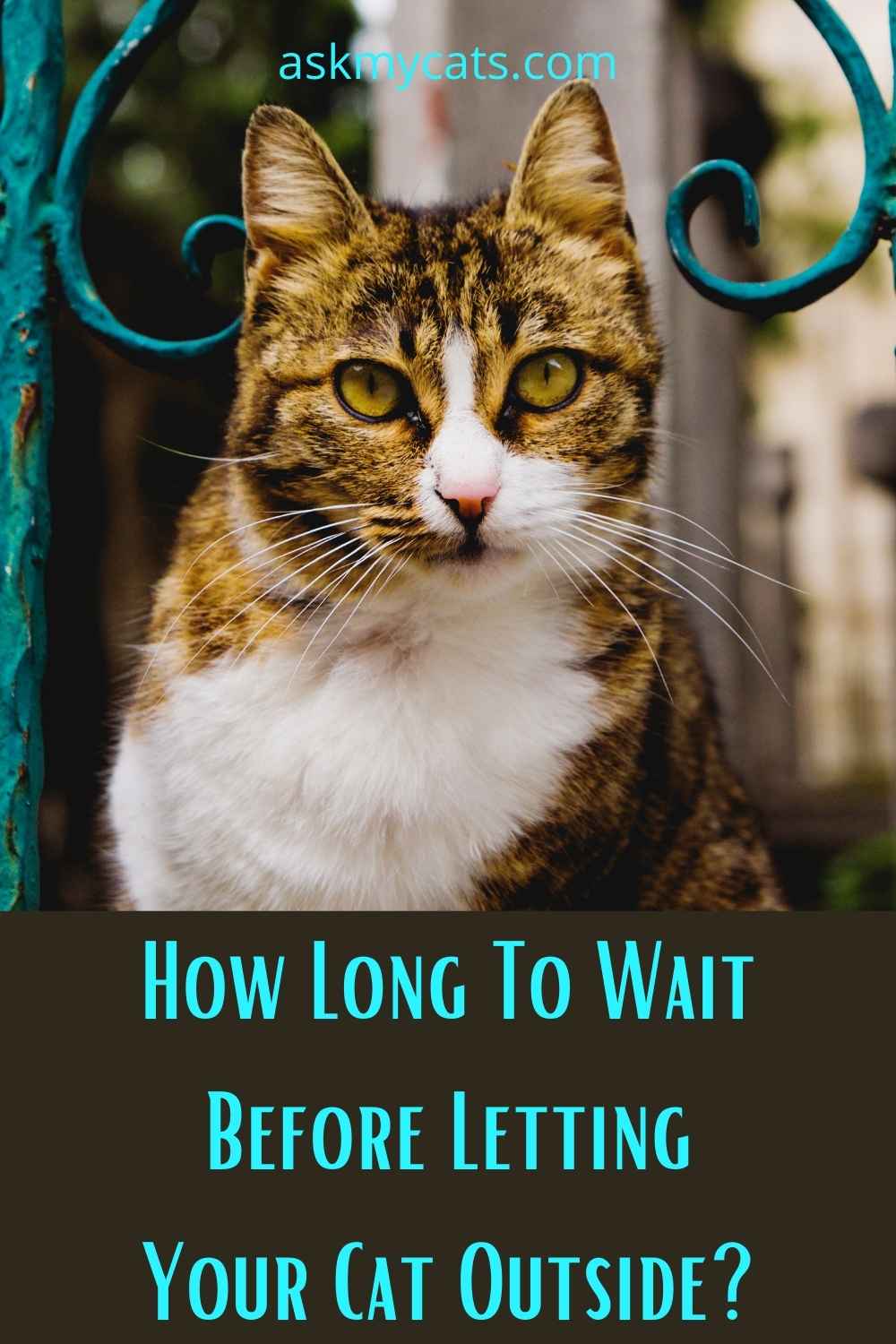 Will My Cat Come Back If I Let Him Outside? Will It Be a Risk?