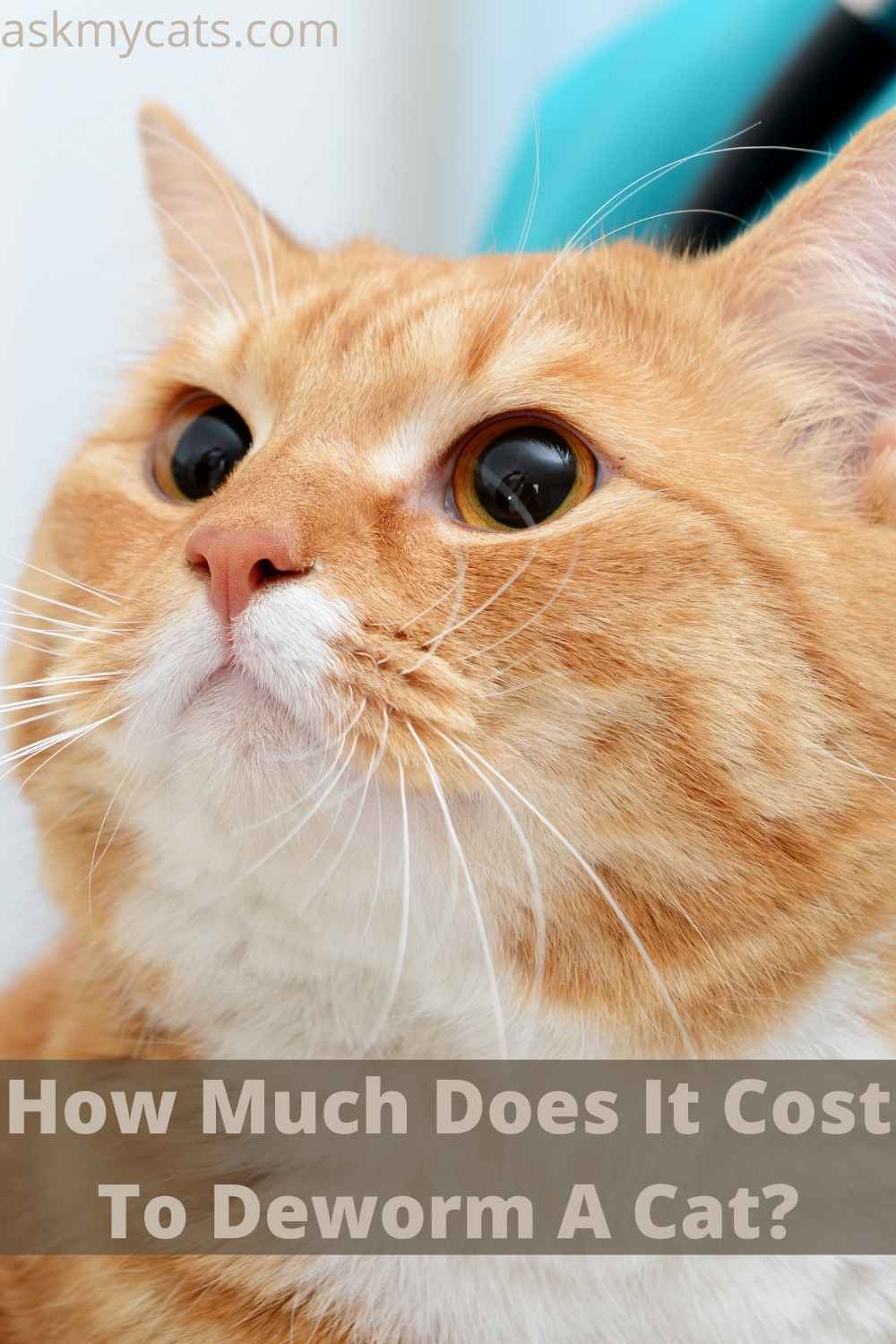 Deworming Cats! Should You Do It?