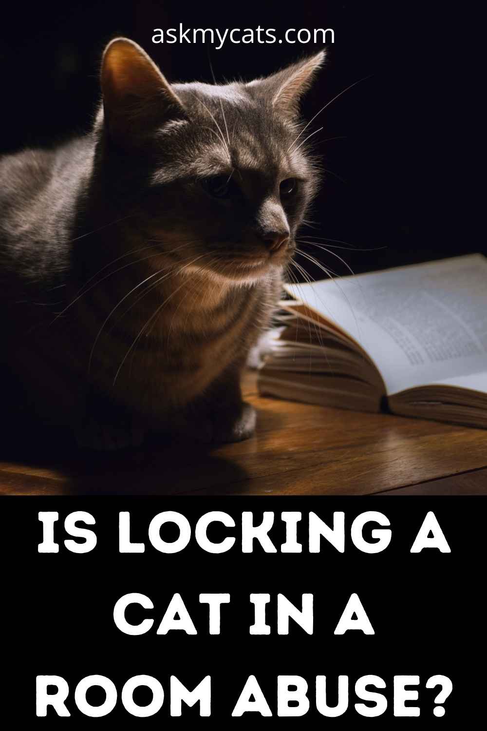 Confining A Cat To A Room At Night? Is It An Offence?