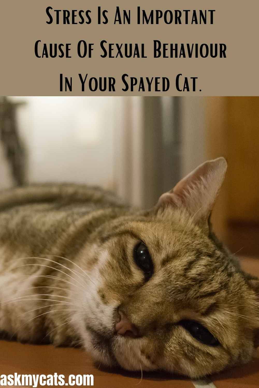 Can A Neutered Male Cat Bite A Female Spayed Cat?