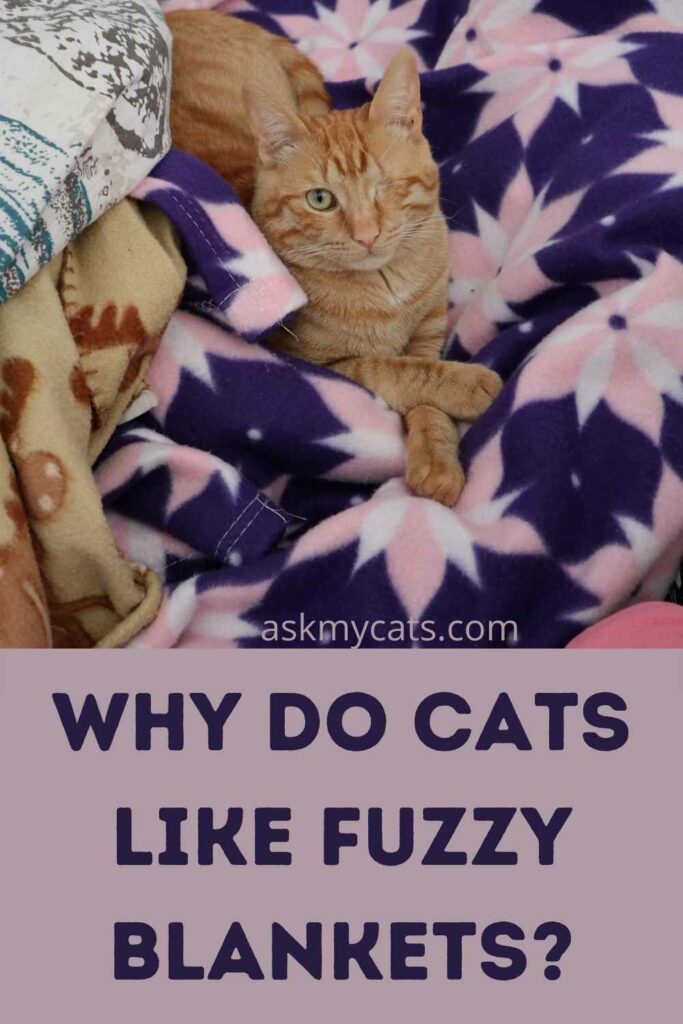 Do Cats Like Blankets Can We Cover Cats With Blankets