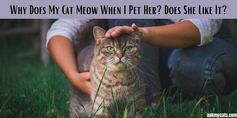 Why Does My Cat Meow When I Pet Her? Does She Like It?
