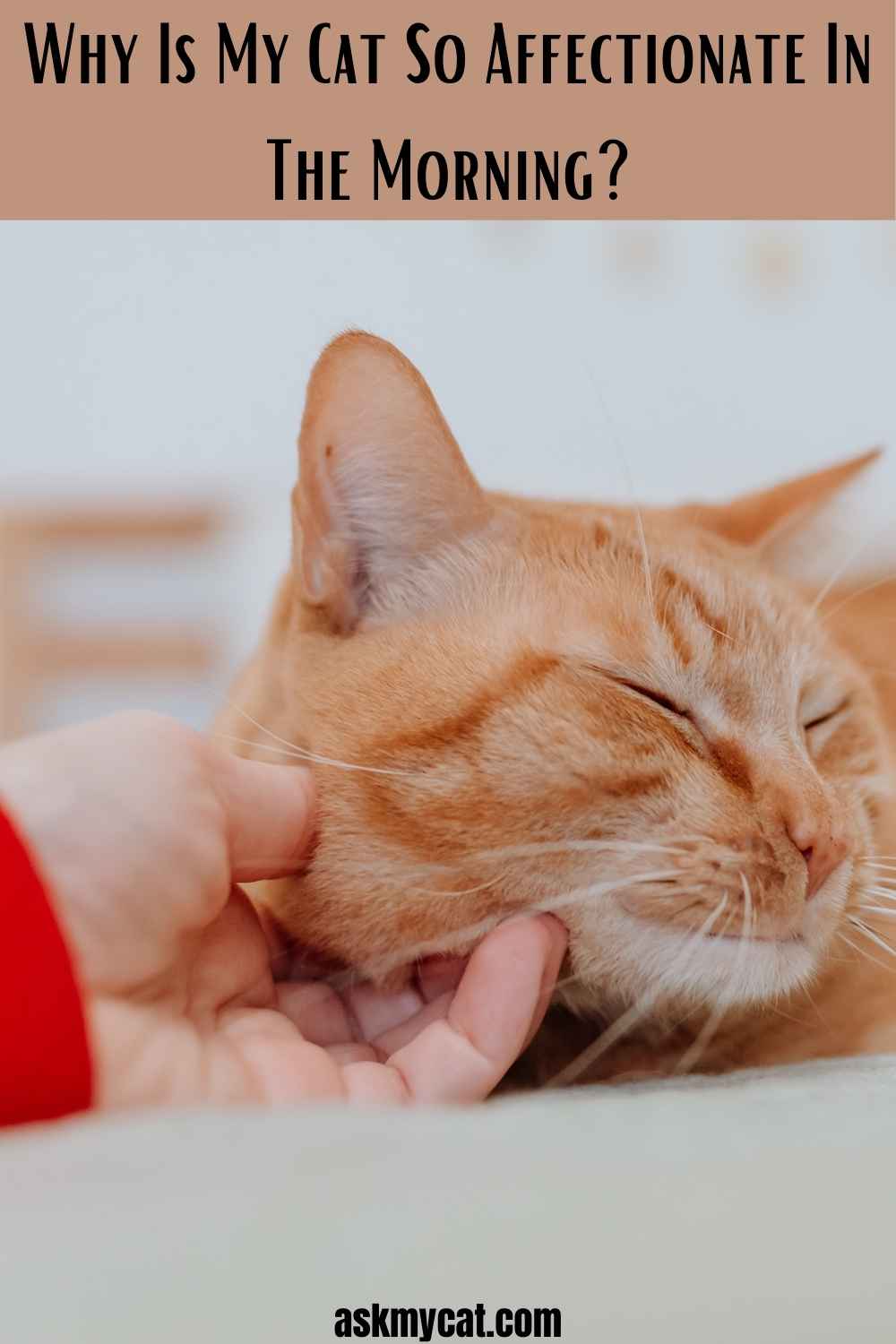 Why Is My Cat So Affectionate In The Morning? Should I Be Worried?