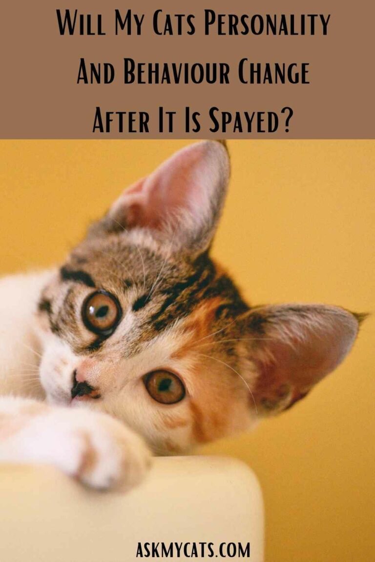 Do Cats Get Nicer After Being Spayed? Has Spay Affected My Cat’s Behavior?