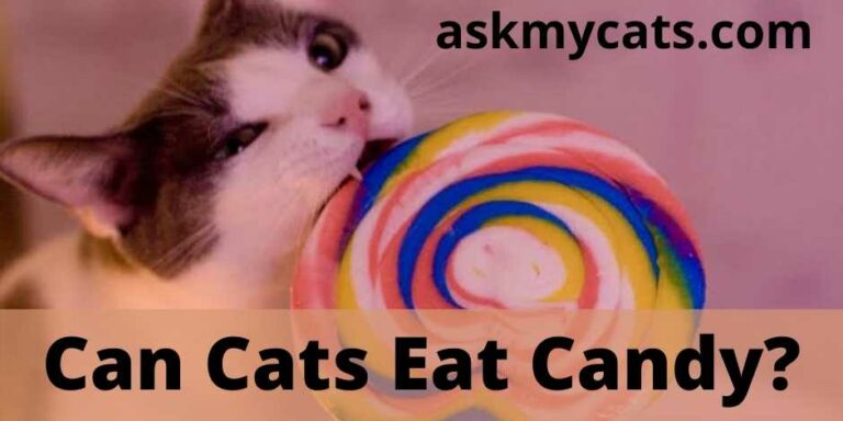 Can Cats Eat Salt? How Much Salt Is Safe For Cat?