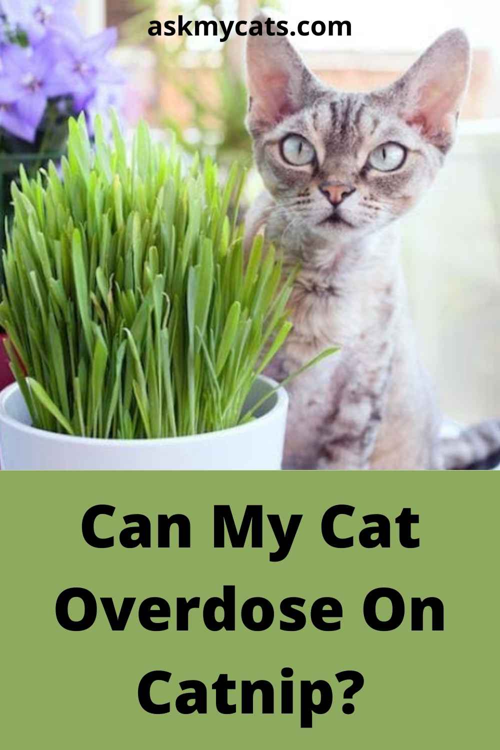 Can Cats Overdose On Catnip? Can Too Much Catnip Kill A Cat?
