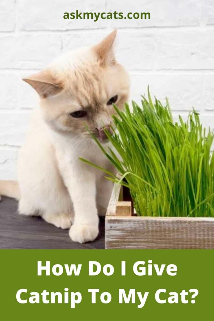 Can Cats Eat Catnip? Is Catnip Safe For Cats?