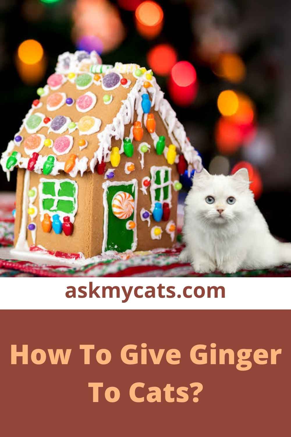 Can Cats Eat Ginger? Is Ginger Healthy For Your Cat?