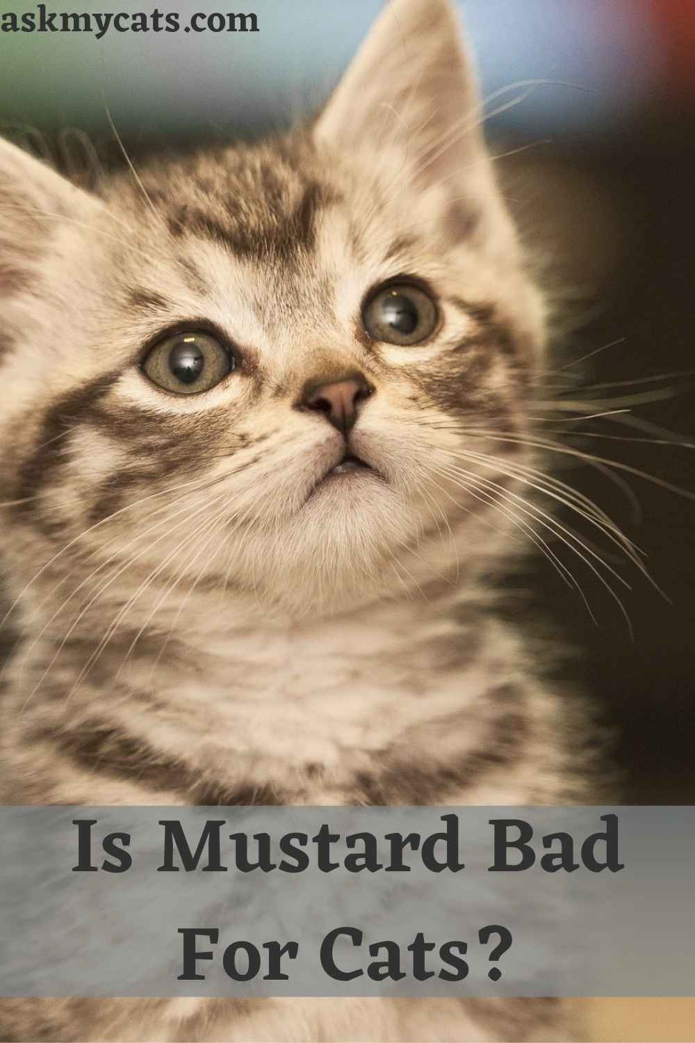 Can Cats Eat Mustard? Is Mustard Bad For Cats?