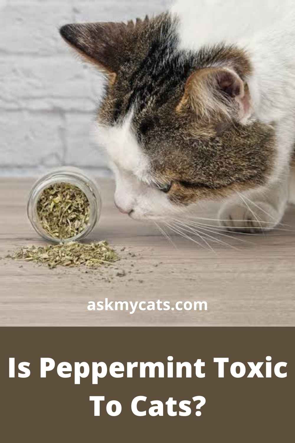 Can Cats Eat Peppermint? Is Peppermint Toxic To Cats?