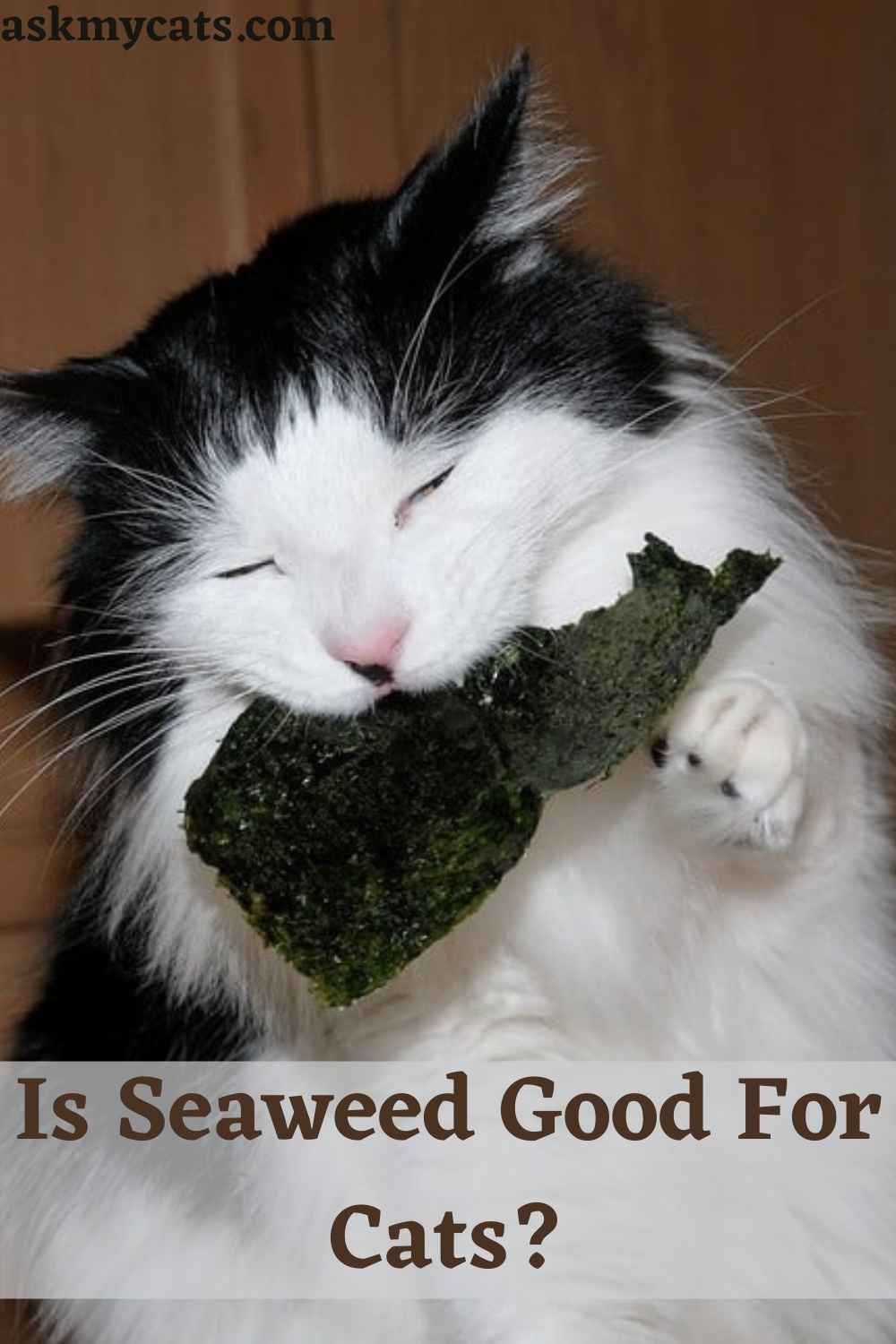 Can Cats Eat Seaweed? Is Seaweed Good For Cats?