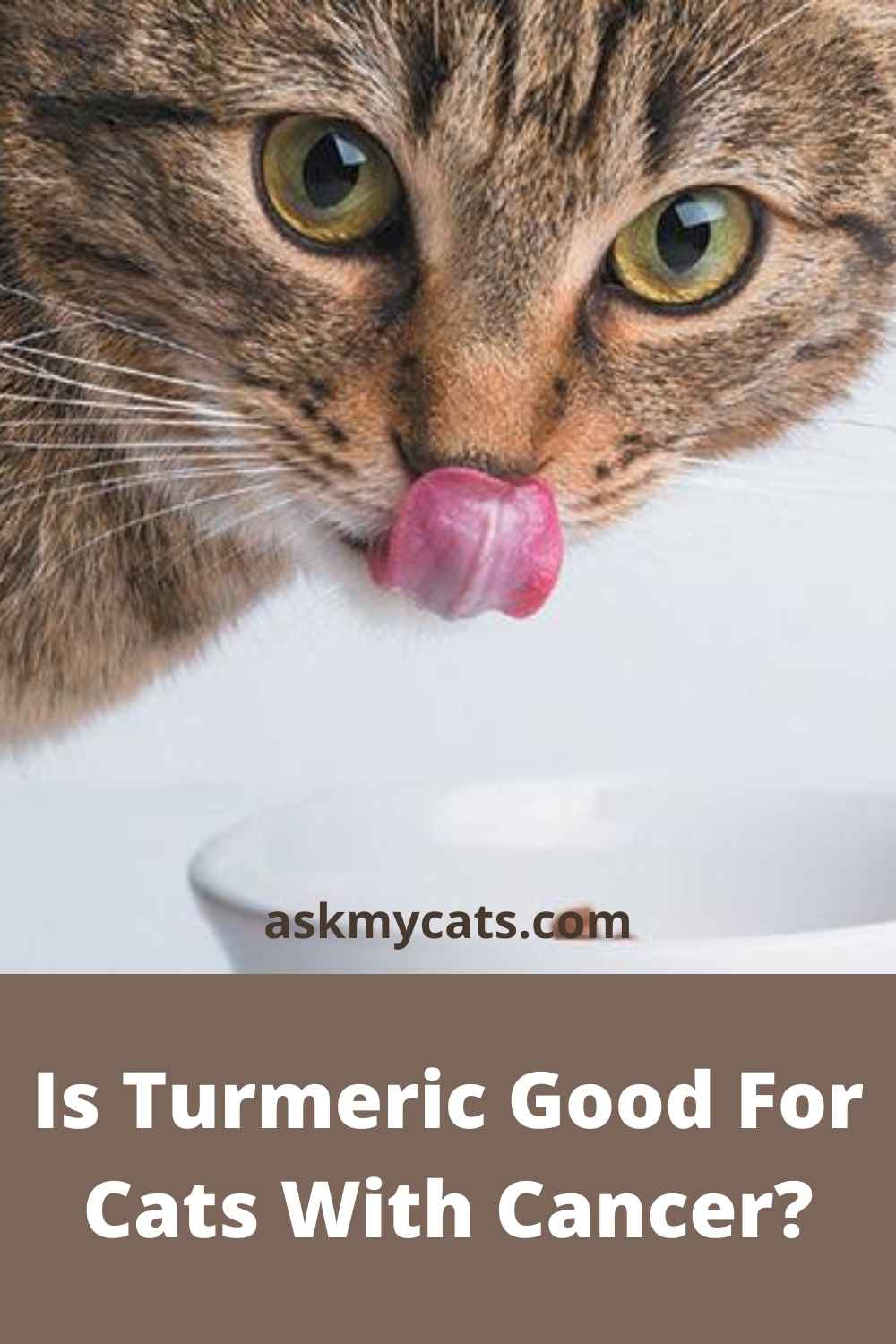 Is Turmeric Safe For Cats? How Do I Give Turmeric To My Cat?