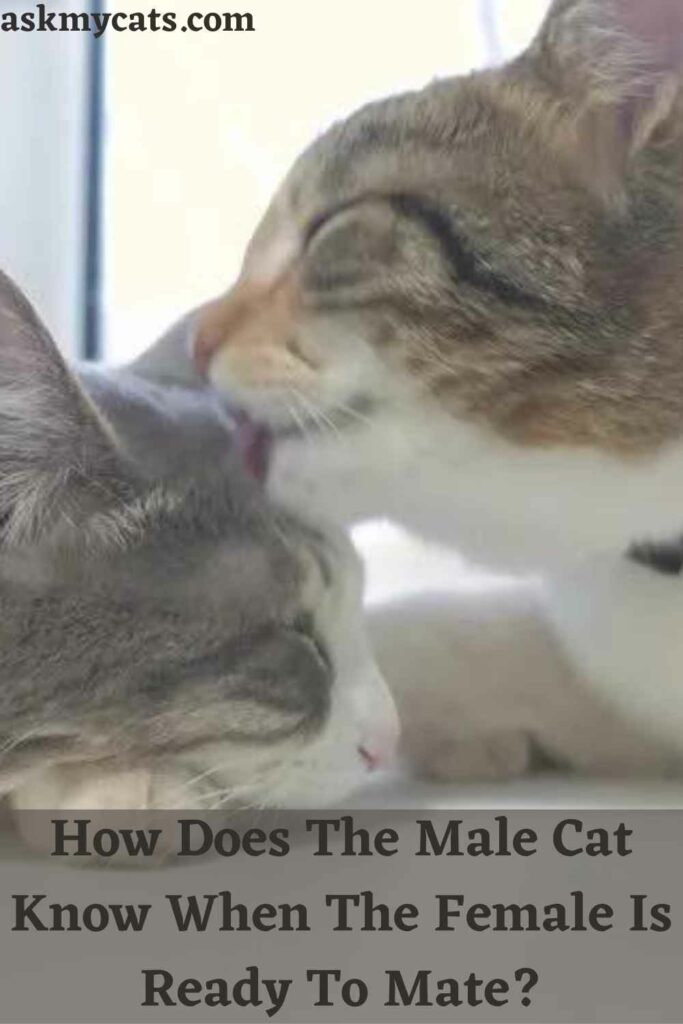 Why Do Female Cats Attack Males After Mating?