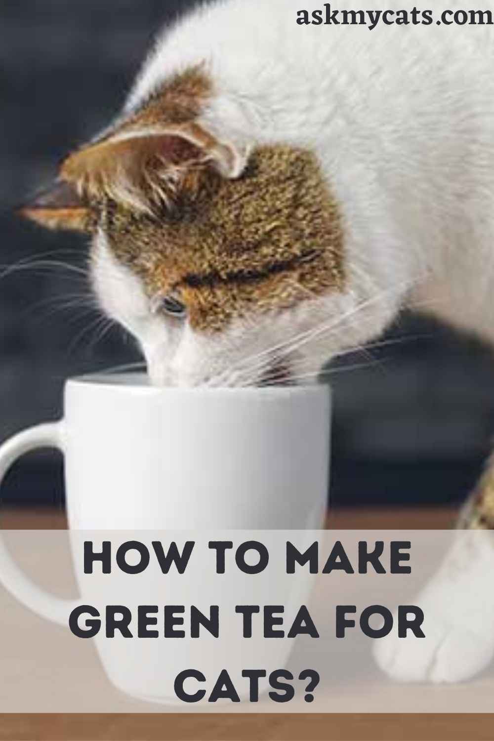 Can Cats Drink Green Tea? Is Green Tea Safe For Cats?