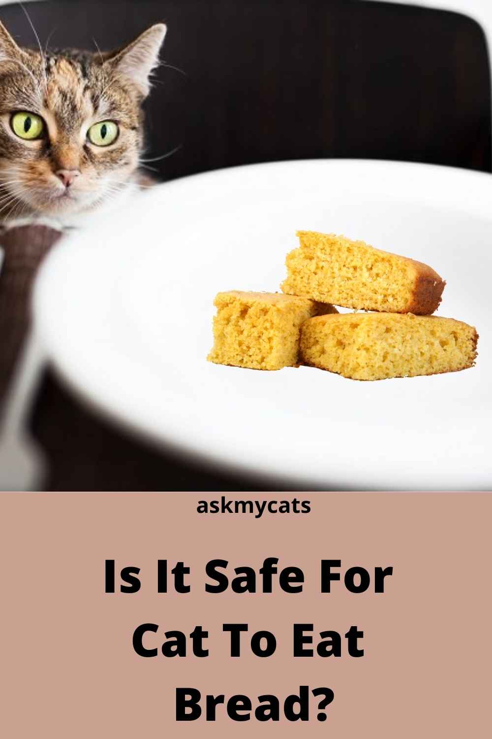Can Cats Eat Corn Bread? Will It Harm My Cat?