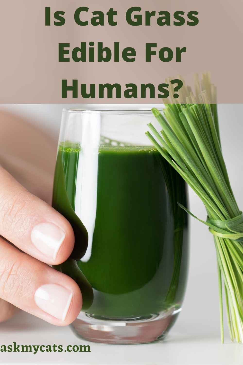 Can Humans Eat Cat Grass? Benefits Of Cat Grass For Humans