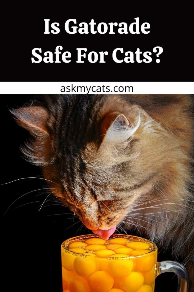 Can Cats Drink Gatorade Is It Good For Dehydration