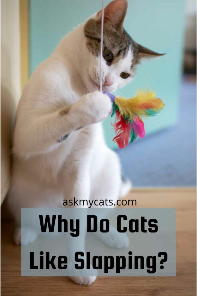 Why Do Cats Slap? Will They Randomly Hit You?