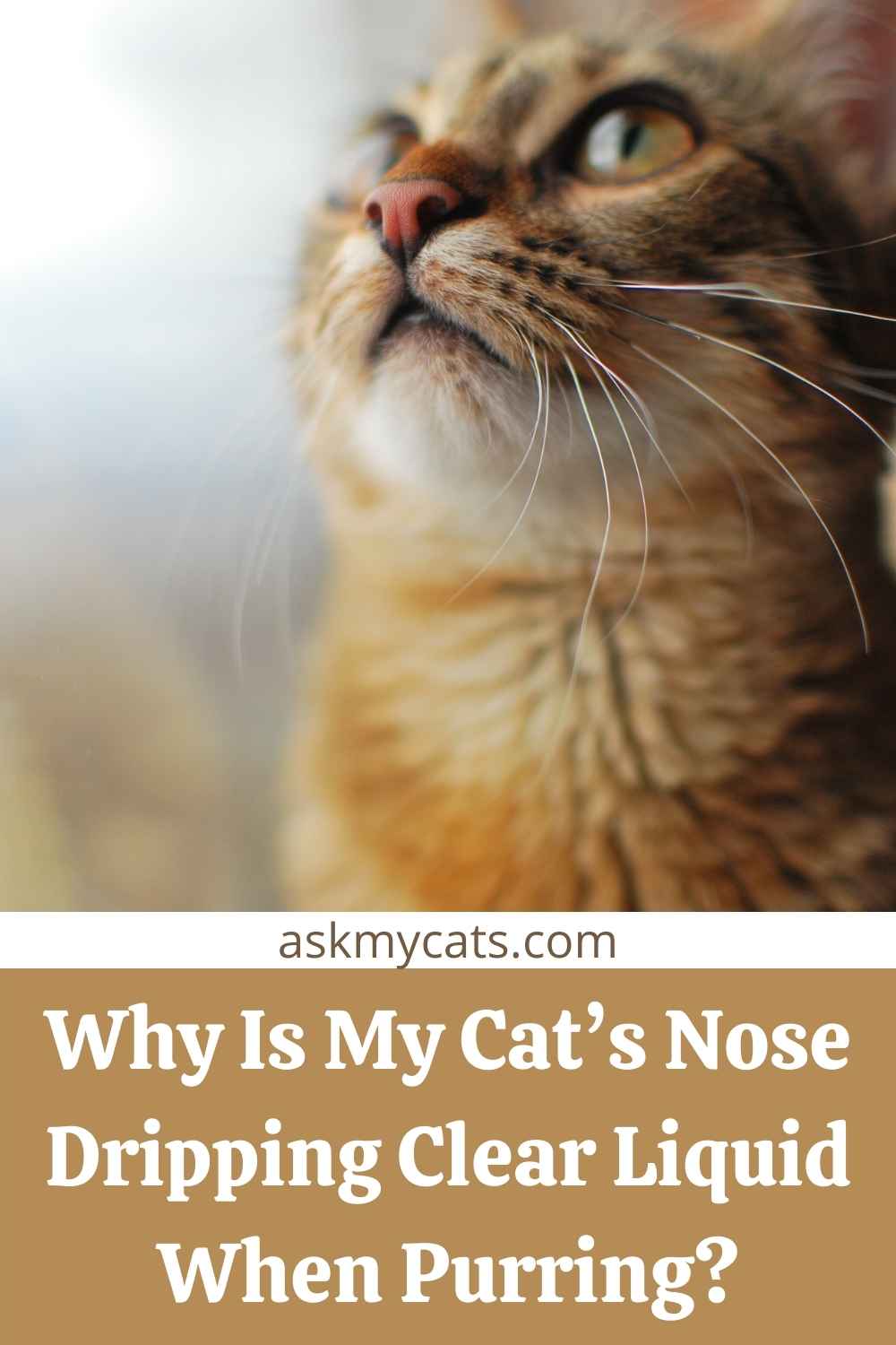 Why Do Cat’s Noses Get Wet When They Purr?