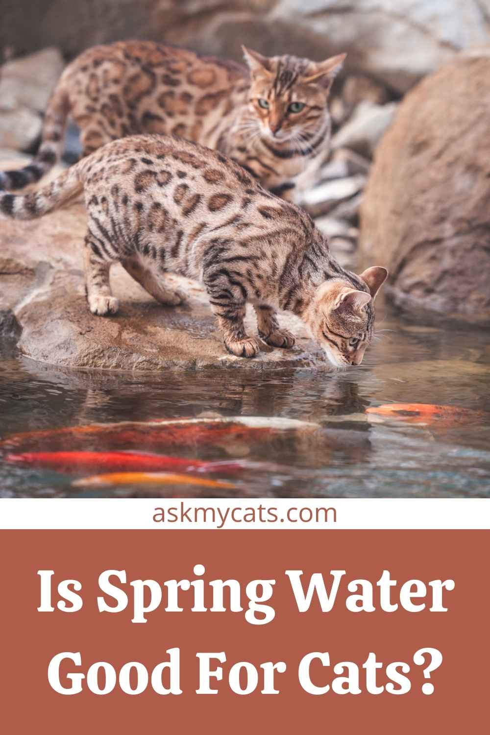 Can Cats Drink Spring Water? Read About Your Pet’s Drinking Water!