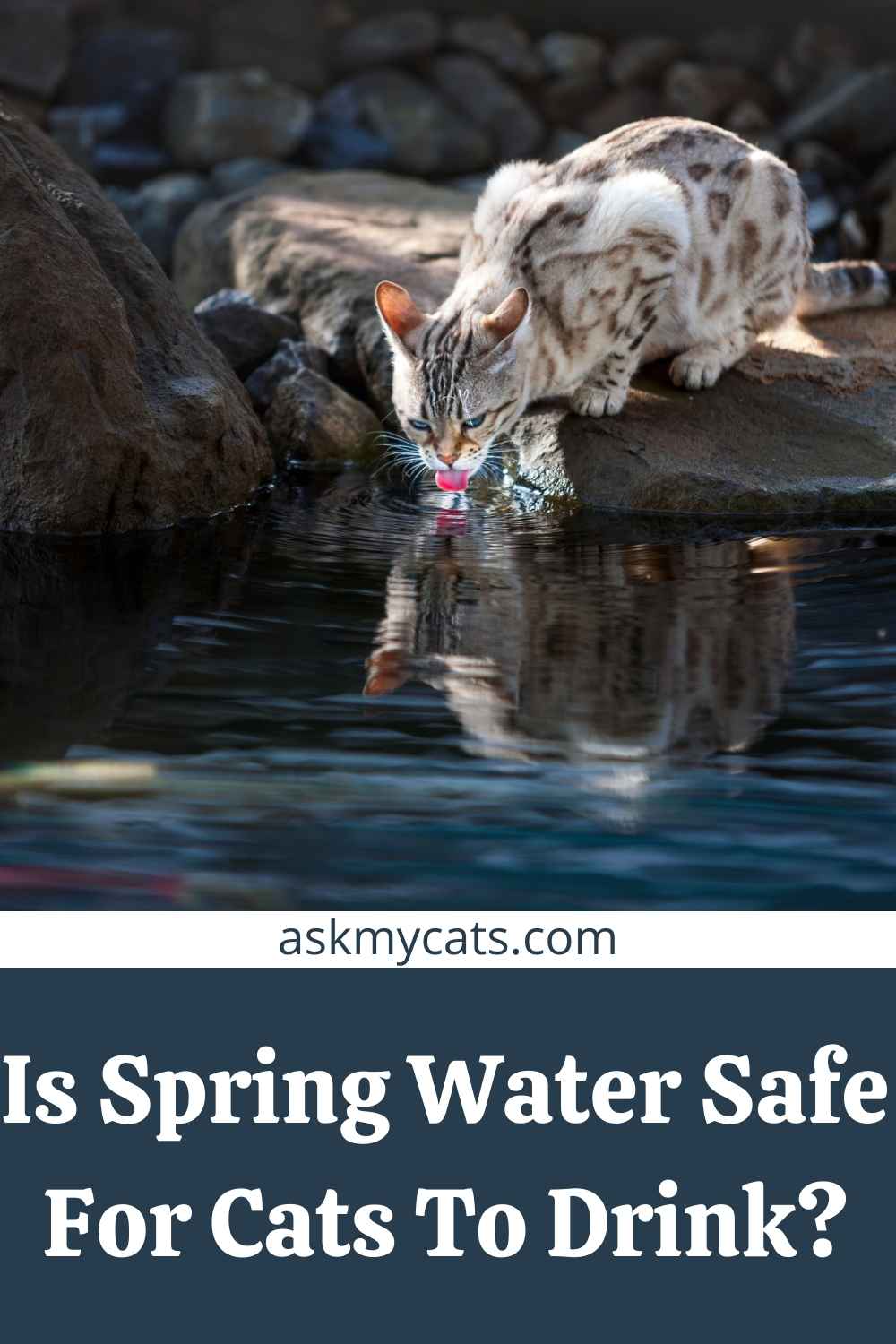 Can Cats Drink Spring Water? Read About Your Pet’s Drinking Water!