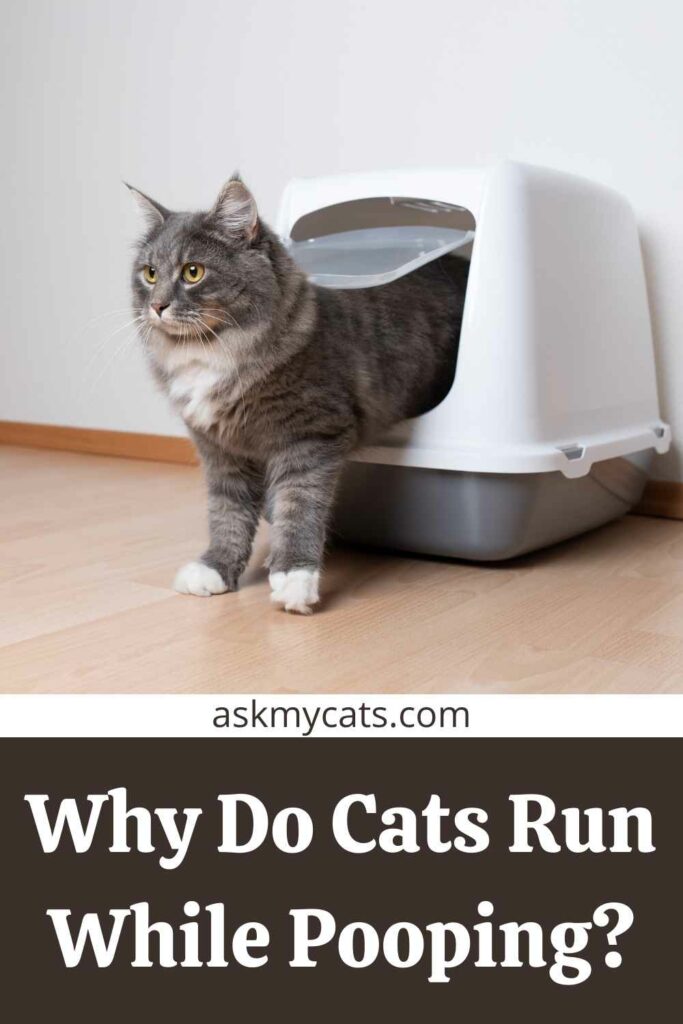 Cat Runs Out of the Litter Box While Pooping? Make A Todo List Now! (2022)