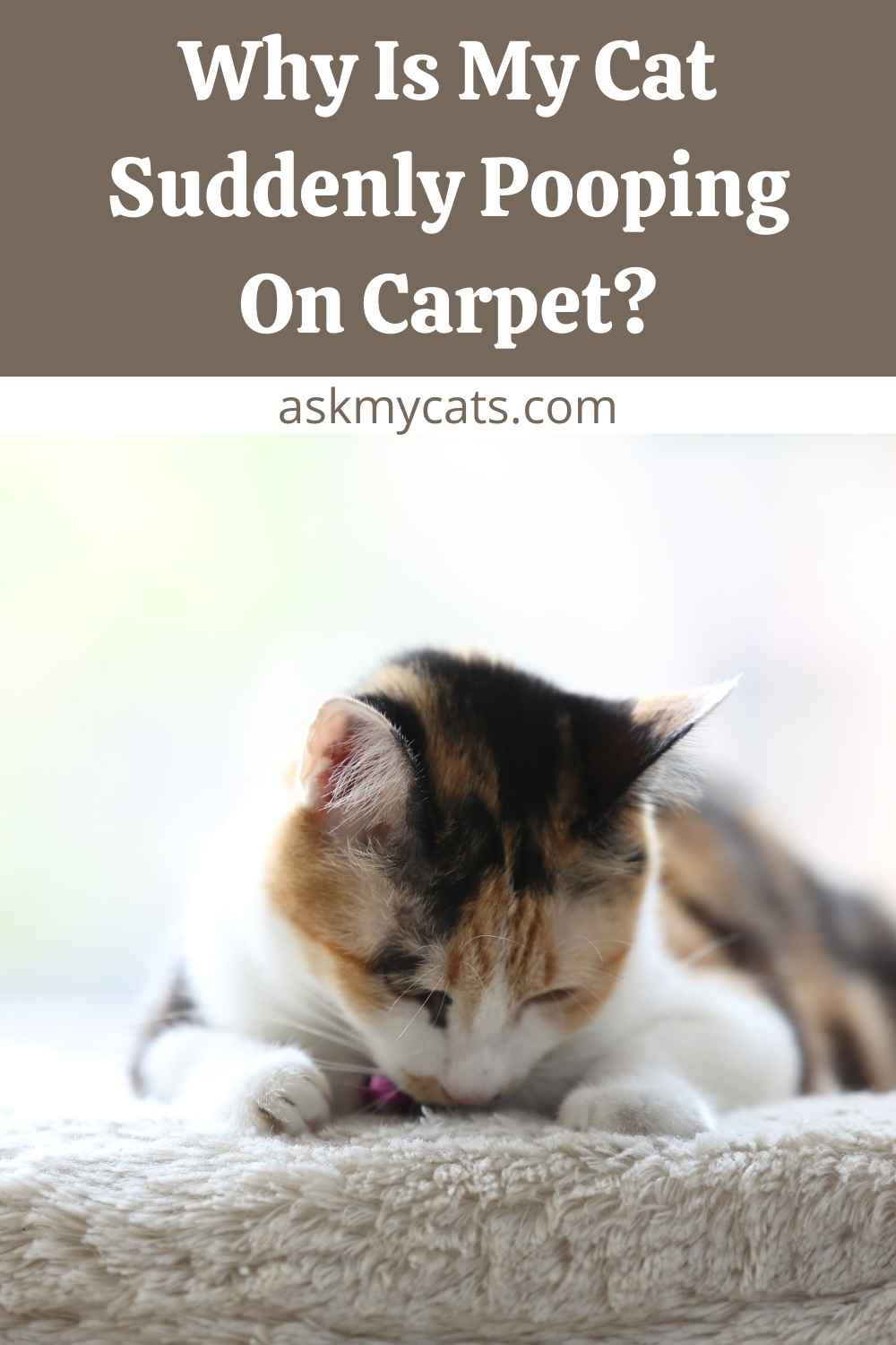 Home Remedies to Stop Cats From Pooping on Carpet!