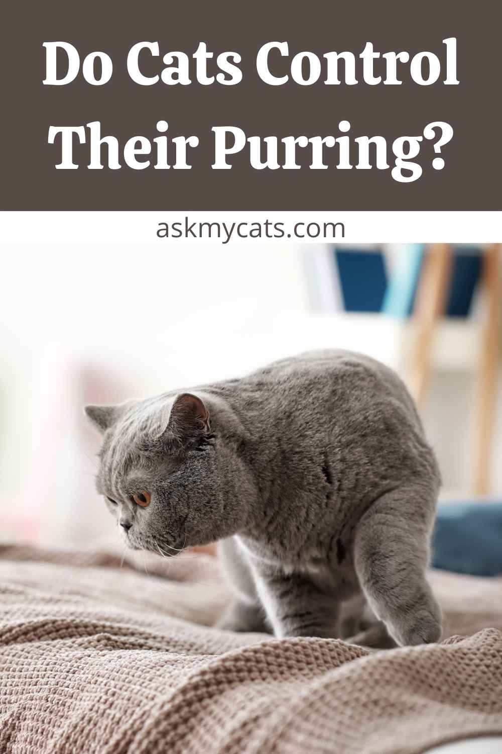 Is Purring Involuntary In Cats? Can Cats Control Their Purring?