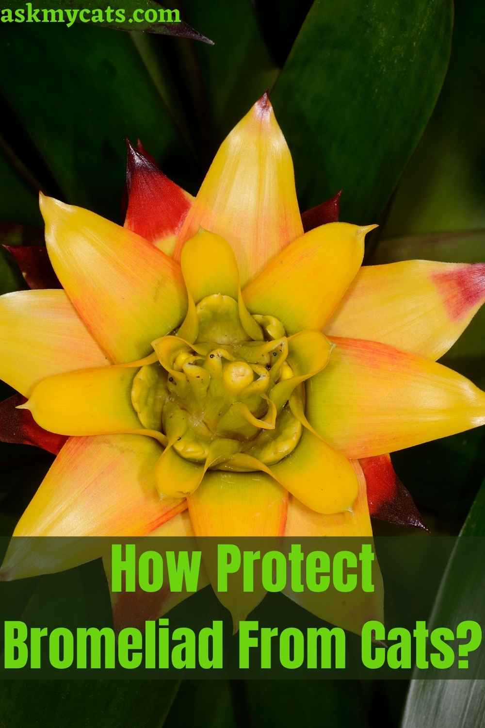 Is Bromeliad Toxic To Cats? How Protect Bromeliad From Cats?