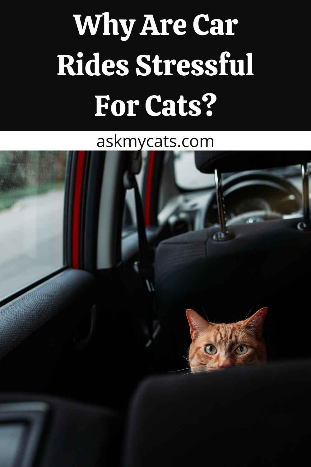 Why Do Cats Pant in the Car? How To Travel With Your Cat Safely?