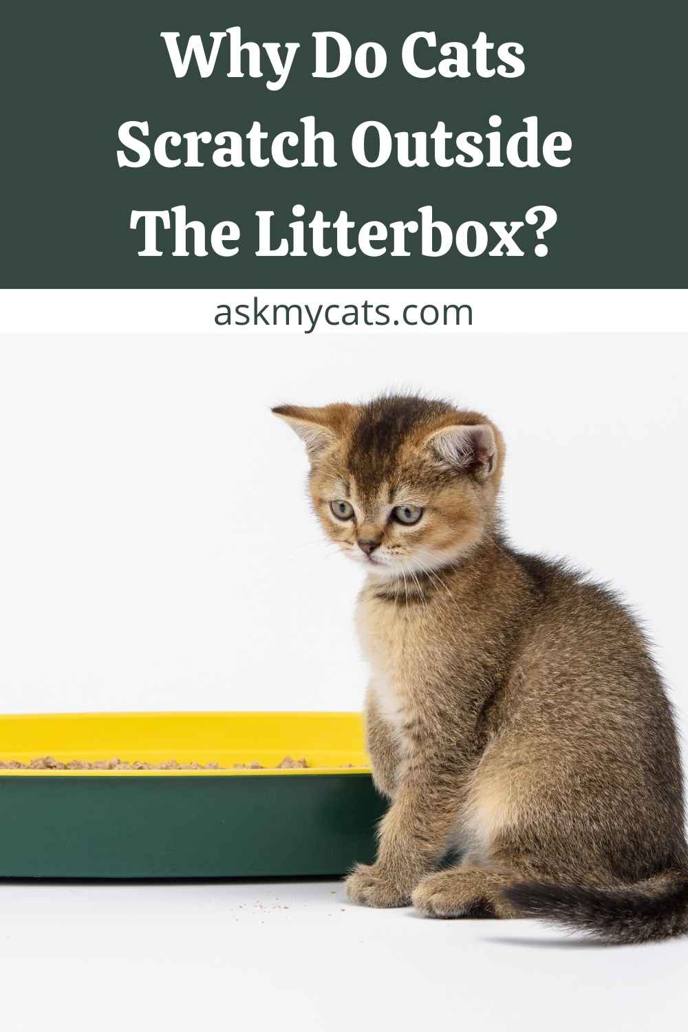 Why Does My cat Scratch The Litter Box Walls?